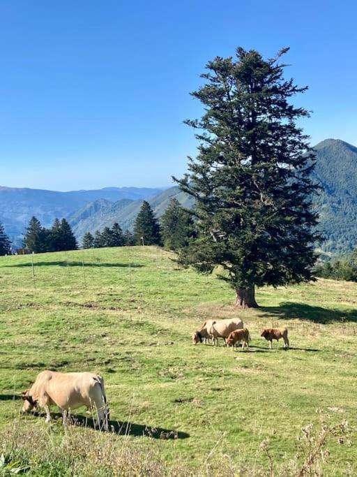Pieds Des Pistes - Cosy & Confort Ustou